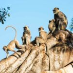 Menino morre após ser atacado por macacos e ter intestino arrancado Menino morre após ser atacado por macacos e ter intestino arrancado