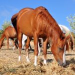 Aprovado PL que proíbe abate de cavalos e jumentos para comerciar a carne