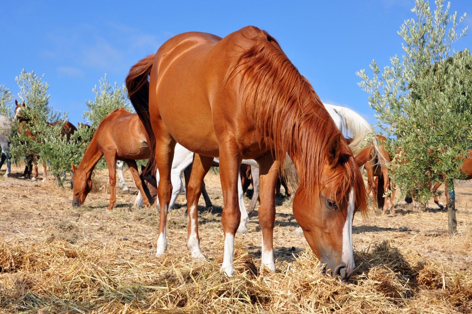 Pelo fim do abate de cavalos