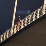 Mulher tenta se jogar da ponte em Rio Branco e tragédia é evitada após negociação