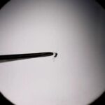 Brasil bate recorde de mortes por dengue em 2023 Brasil bate recorde de mortes por dengue em 2023