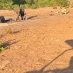 Elefanta se vê obrigada a abandonar um dos filhotes para salvar o outro Elefanta se vê obrigada a abandonar um dos filhotes para salvar o outro