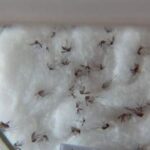 Casos prováveis de dengue no Brasil aumentam 17,5% em 2023