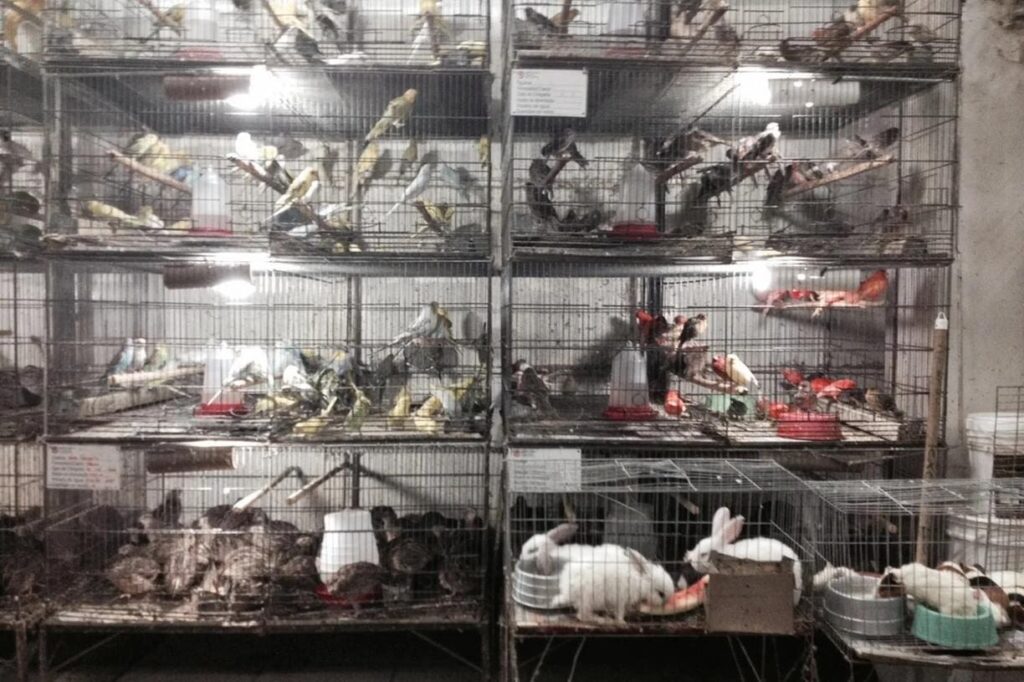 Lojista é detido suspeito de maltratar cães e gatos no Mercado Central, em BH