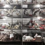 Lojista é detido suspeito de maltratar cães e gatos no Mercado Central, em BH