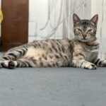 Especialistas alertam para riscos alimentares e estresse dos animais nas festas