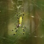 Cientistas temem invasão de aranhas gigantes e ‘voadoras’ nos Estados Unidos