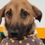 Olhar triste de cachorrinho devolvido após adoção comove a web; VEJA