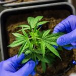 Juiz autoriza farmácia de manipulação a fabricar produtos de cannabis