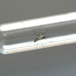 Brasil concentra mais da metade dos casos de dengue registrados no mundo