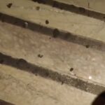 Cientista encontra fóssil vivo em casa de festas de Belo Horizonte Cientista encontra fóssil vivo em casa de festas de Belo Horizonte