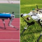 Robô-cachorro bate recorde na corrida, mas ainda perde para cães biológicos