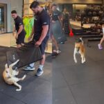 Vira-lata caramelo fitness’ invade academia e tenta fugir de alunos Vira-lata caramelo fitness’ invade academia e tenta fugir de alunos