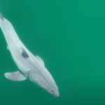 Cinegrafista faz registro inédito de tubarão-branco recém-nascido na natureza Cinegrafista faz registro inédito de tubarão-branco recém-nascido na natureza