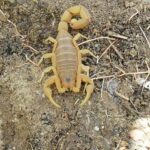 Infestação do escorpião mais perigoso do Brasil causa alerta no Rio Infestação do escorpião mais perigoso do Brasil causa alerta no Rio