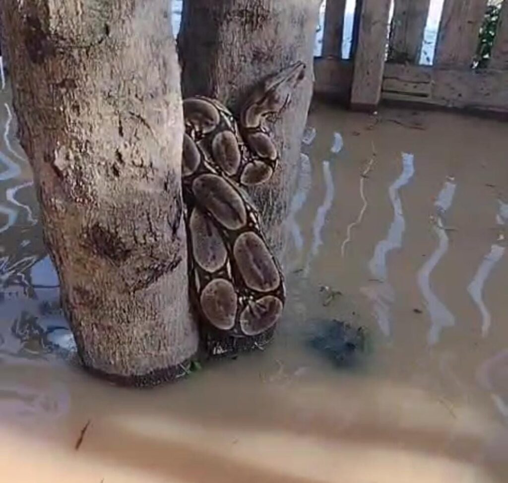 Jiboia é flagrada próximo a residência alagada em Rio Branco