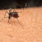 Brasil registra mais de 700 mil casos da dengue e 151 mortes