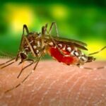 Governo Lula destina R$ 1,5 bilhão para combater a dengue no Acre e outros estados