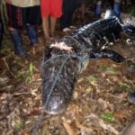 Ataque de jacaré preto na Bolívia deixa vítima com pé amputado
