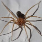 Grávida sofre necrose na perna após ser picada por aranha-marrom no interior de SP Grávida sofre necrose na perna após ser picada por aranha-marrom no interior de SP