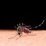 Distribuição da vacina contra a dengue começa na próxima semana