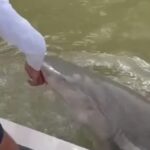 QUE SUSTO! Tubarão abocanha mão de pescador e o puxa para água; VEJA QUE SUSTO! Tubarão abocanha mão de pescador e o puxa para água; VEJA
