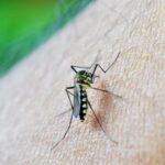 Apesar do fim da epidemia de Dengue no RJ, estado mantém decreto da doença