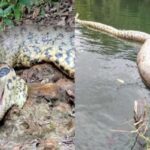 Sucuri Ana Júlia, rainha do Rio Formoso, é morta a tiros em Bonito