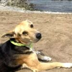 História de cão que espera diariamente por dono à beira-mar vira filme História de cão que espera diariamente por dono à beira-mar vira filme