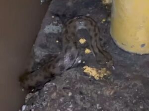 Populares flagram cobra a poucos metros da régua de medição do Rio Acre