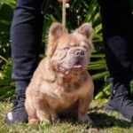 Conheça “cachorro mais valioso do mundo” que custa mais de R$ 600 mil Conheça “cachorro mais valioso do mundo” que custa mais de R$ 600 mil