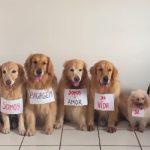 Grupo de pets “protesta” em homenagem ao cão Joca: “Não somos bagagem”
