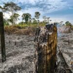 Focos de queimadas no Acre ficaram 144% acima do registrado ano passado até o fim de março Focos de queimadas no Acre ficaram 144% acima do registrado ano passado até o fim de março