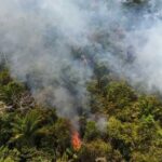 Cobertura florestal mundial perde 3,7 milhões de hectares em 2023