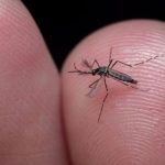 Acre enfrenta desafios com a dengue enquanto vacinas vencem Acre enfrenta desafios com a dengue enquanto vacinas vencem