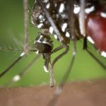Casos de dengue e malária têm queda expressiva em Cruzeiro do Sul Casos de dengue e malária têm queda expressiva em Cruzeiro do Sul