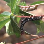 Alerta da Embrapa: Surto da mandarová ameaça a cultura da mandioca no Acre
