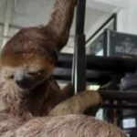 Bicho-preguiça é encontrado em loja e resgatado pela polícia ambiental