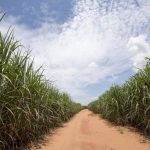 Conab prevê safra de cana-de-açúcar com recorde na produção de açúcar no Brasil Conab prevê safra de cana-de-açúcar com recorde na produção de açúcar no Brasil