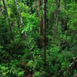 Dia Nacional de Conservação do Solo: Brasil busca recuperar 25 milhões de hectares de vegetação nativa