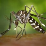 Acre registra quase 20 mil notificações de dengue em três meses Acre registra quase 20 mil notificações de dengue em três meses