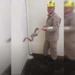Família encontra cobra de 80 centímetros em árvore no quintal de casa Família encontra cobra de 80 centímetros em árvore no quintal de casa