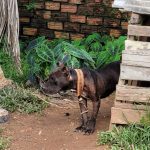 Polícia Civil do Acre resgata cães vítimas de maus-tratos em Rio Branco Polícia Civil do Acre resgata cães vítimas de maus-tratos em Rio Branco