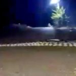 Sucuri gigante é flagrada atravessando estrada