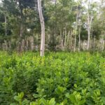 Brasil precisa recuperar 25 milhões de hectares de vegetação nativa Brasil precisa recuperar 25 milhões de hectares de vegetação nativa