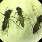 Febre oropouche e dengue têm sintomas parecidos. Saiba diferenciar Febre oropouche e dengue têm sintomas parecidos. Saiba diferenciar