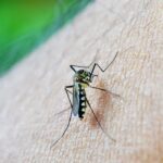 Argentina enfrenta risco crescente de epidemia de dengue Argentina enfrenta risco crescente de epidemia de dengue