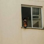 RS: Bombeiros tentam resgatar cavalo de apartamento no 3º andar RS: Bombeiros tentam resgatar cavalo de apartamento no 3º andar