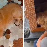 Caso Joca: Defensoria pede que GOL pague R$ 10 milhões ao tutor do cachorro