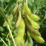Acre se destaca com crescimento na área plantada e alta produtividade da soja em 2024